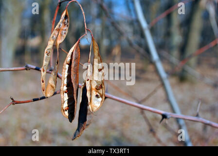 Dry acacia seed pods on branch, soft blurry background Stock Photo