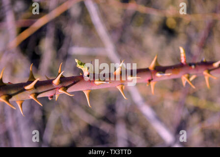 Rose hip branch with spikes and red green new spring leaf of wild rose on the background of gray grass and twigs Stock Photo
