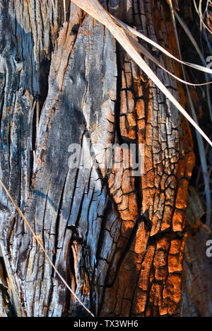 Old shabby tree trunk surface with white weathered grass, vertical background texture close up detail Stock Photo