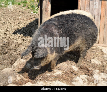 Wollschwein, Sus scrofa, Mangalica Stock Photo