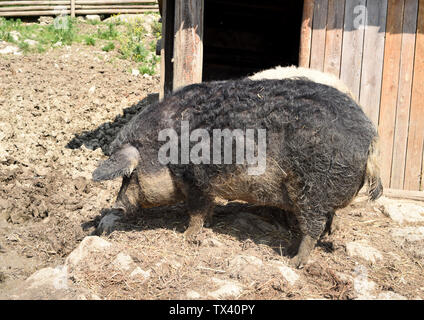 Wollschwein, Sus scrofa, Mangalica Stock Photo