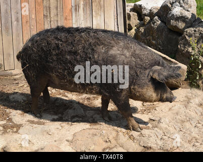 Wollschwein, Sus scrofa, Mangalica Stock Photo