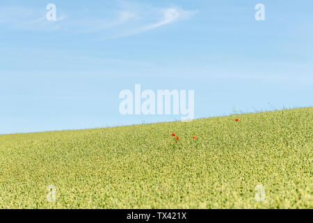 Red Poppy / Corn Poppy - Papaver rhoeas - in ripening field of Oats / Avena sativa in sunshine. Stock Photo