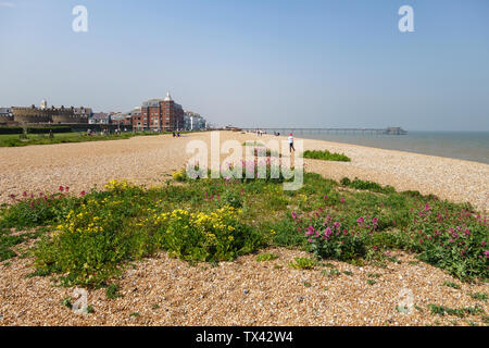 The shingle beach at Deal, Kent, UK, with wildflowers growing naturally among the pebbles Stock Photo