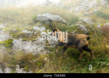 chamois in foggy wilderness mountain. Maiella National Park, Abruzzo, Italy, Europe Stock Photo