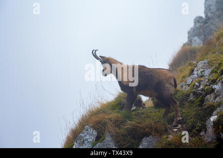 chamois in foggy wilderness mountain. Maiella National Park, Abruzzo, Italy, Europe Stock Photo