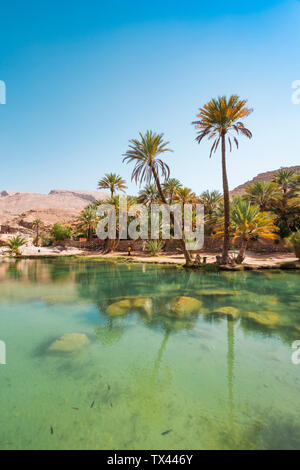 Arabia, Sultanate Of Oman, Palms in Wadi Bani Khalid Stock Photo