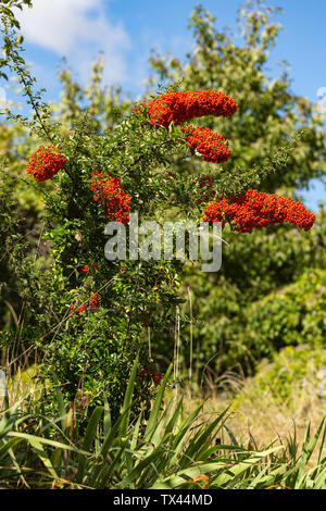 bush of Pyracantha coccinea with ripe berries Stock Photo