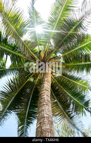 Seychelles, palm tree seen from below Stock Photo