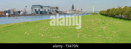 Germany, Cologne, view to the city with Rhine River and flock of shep on Poller Wiesen in the foreground Stock Photo
