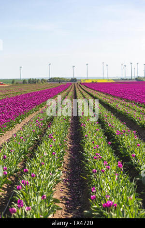 Germany, tulip field in spring Stock Photo