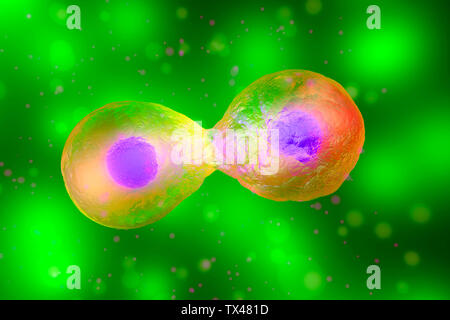 3D Rendered Illustration, cell division Stock Photo