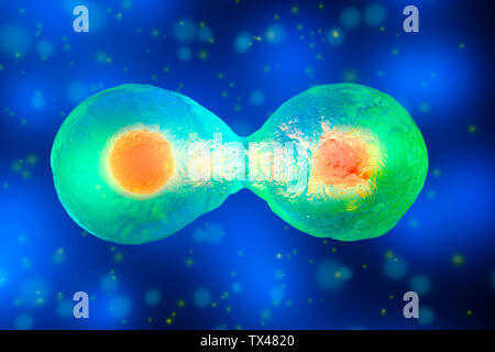 3D Rendered Illustration, cell division Stock Photo