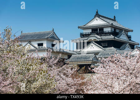 Japan, Shikoku, Matsuyama, view to Matsuyama castle at cherry blossom Stock Photo