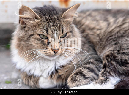 Close-up fluffy Street Cat lying on a Road in City Stock Photo