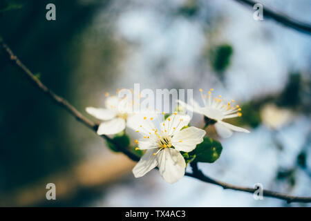 Blooming spring cherry branch with bunch of open white flowers on sunny day, macro composition. Stock Photo