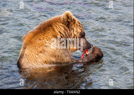 Russia, Kamchatka, Kurile lake, Kamchatka brown bear, Ursus arctos beringianus, eating salom
