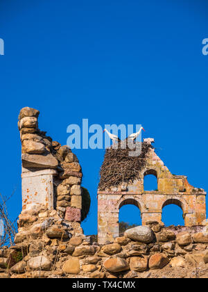Spain, Asturias, Camposolillo, Cantabrian Mountains, storks and storks nest on a church ruin Stock Photo