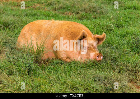 A heritage breed pig lying in a field Stock Photo