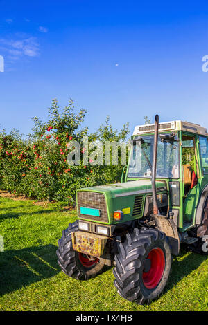 Switzerland, Thurgau, apple harvest Stock Photo