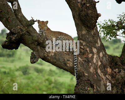 South Africa, Mpumalanga, Kruger National Park, Leopard lying on a tree Stock Photo