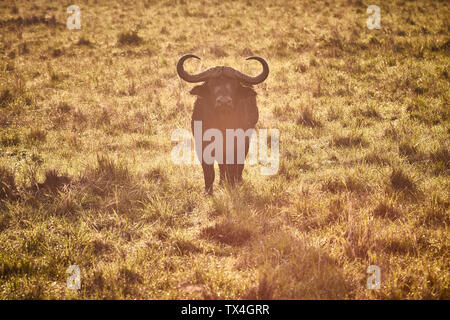 Africa, Uganda, Fort Portal, Queen Elizabeth National Park, individual  buffalo Stock Photo