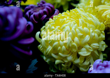 At the Chengdu Chrysanthemum Flower Flower Exhibition, all cherished varieties Stock Photo
