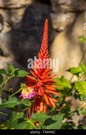 Aloe Arborescens, Candelabra Aloe Flower in Full Bloom Stock Photo