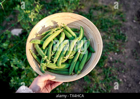Woman's hand holding bowl of freshly picked organic peas