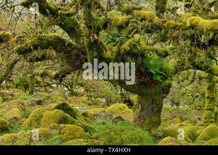 United Kingdom, England, Dartmoor National Park, Trees and granite boulders are overgrown with moss