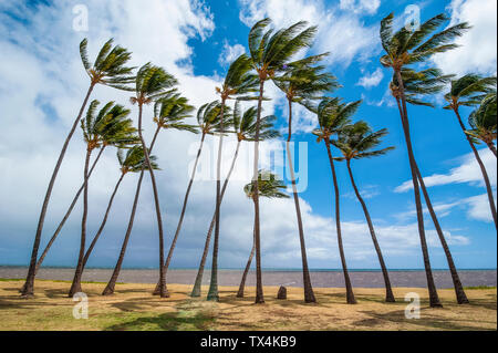 Hawaii, island of Molokai, Kakahaia beach park, palm trees Stock Photo