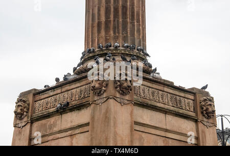 Glasgow, Scotland, UK. 22nd June 2019: Pigeons sleeping and sitting on Scott monument in George square. Stock Photo