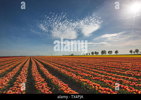 Germany, landscape with tulip fields