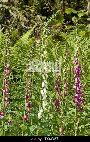 SPEYSIDE WAY BANFFSHIRE SCOTLAND TALL WHITE FOXGLOVES GROWING WITH PINK Digitalis purpurea Stock Photo