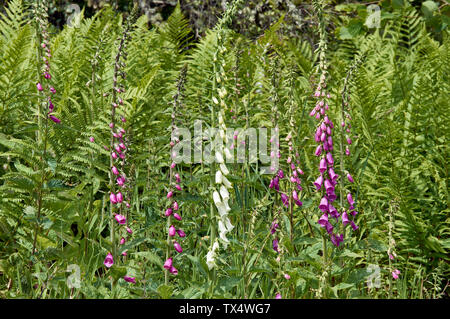 SPEYSIDE WAY BANFFSHIRE SCOTLAND WHITE FOXGLOVES WITH PINK Digitalis purpurea AND FERNS Dryopteris filix-mas Stock Photo