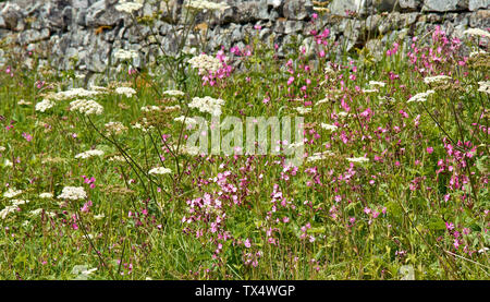 SPEYSIDE WAY BANFFSHIRE SCOTLAND WILD FLOWERS ALONG THE LONG DISTANCE TRAIL RED CAMPION  Silene dioica AND COW PARSLEY Anthriscus sylvestris Stock Photo