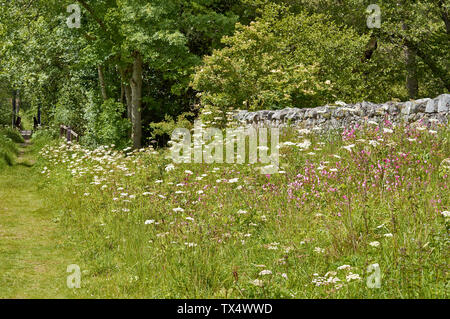 SPEYSIDE WAY BANFFSHIRE SCOTLAND WILD FLOWERS ALONG THE TRAIL RED CAMPION  Silene dioica AND COW PARSLEY Anthriscus sylvestris Stock Photo