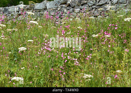 SPEYSIDE WAY BANFFSHIRE SCOTLAND WILD FLOWERS GROWING ALONG THE LONG DISTANCE TRAIL RED CAMPION  Silene dioica AND COW PARSLEY Anthriscus sylvestris Stock Photo