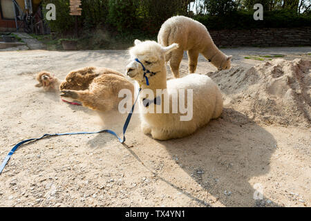 Three alpacas relaxing Stock Photo