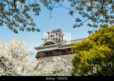 Japan, Kumamoto, view to Kumamoto Castle at cherry blossom Stock Photo