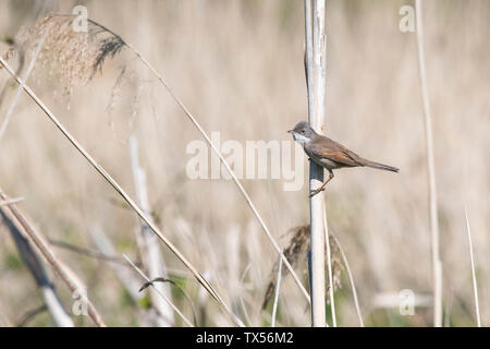 Common Whitethroat bird (Sylvia communis) male - with fluffed feathers perched on dried reed, Norfolk, England, UK Stock Photo