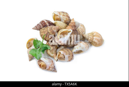 Uncooked fresh common whelks or sea snails isolated on a white studio background. Stock Photo