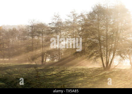 Hazy morning, sun shinning behind the trees in a small forest with fog. Abstract visual texture. Stock Photo