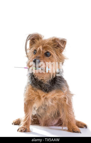 Concept of dog vaccination : Yorkshire Terrier dog and syringe in his mouth against white background Stock Photo