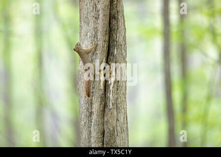 Red squirrels playing near their cavity nest in the spring forest in Canada Stock Photo