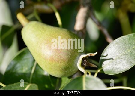 unripe pear growing on its tree Stock Photo