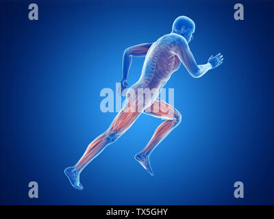 3d rendered illustration of a joggers muscles Stock Photo