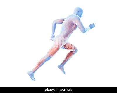 3d rendered illustration of a joggers muscles Stock Photo