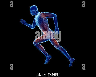 3d rendered illustration of a joggers muscles Stock Photo