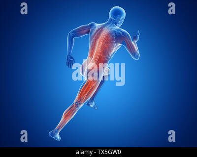 3d rendered illustration of a joggers muscles Stock Photo